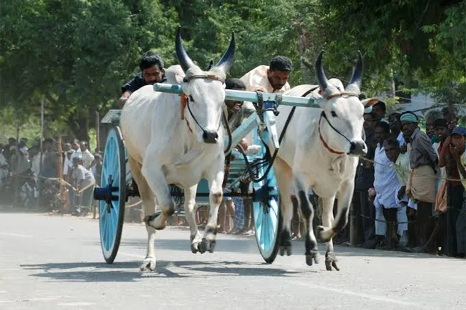 Pongal 2020 Alanganallu Palamedu Jallikkattu Pollachi Rekla race Tamil Nadu traditional sports