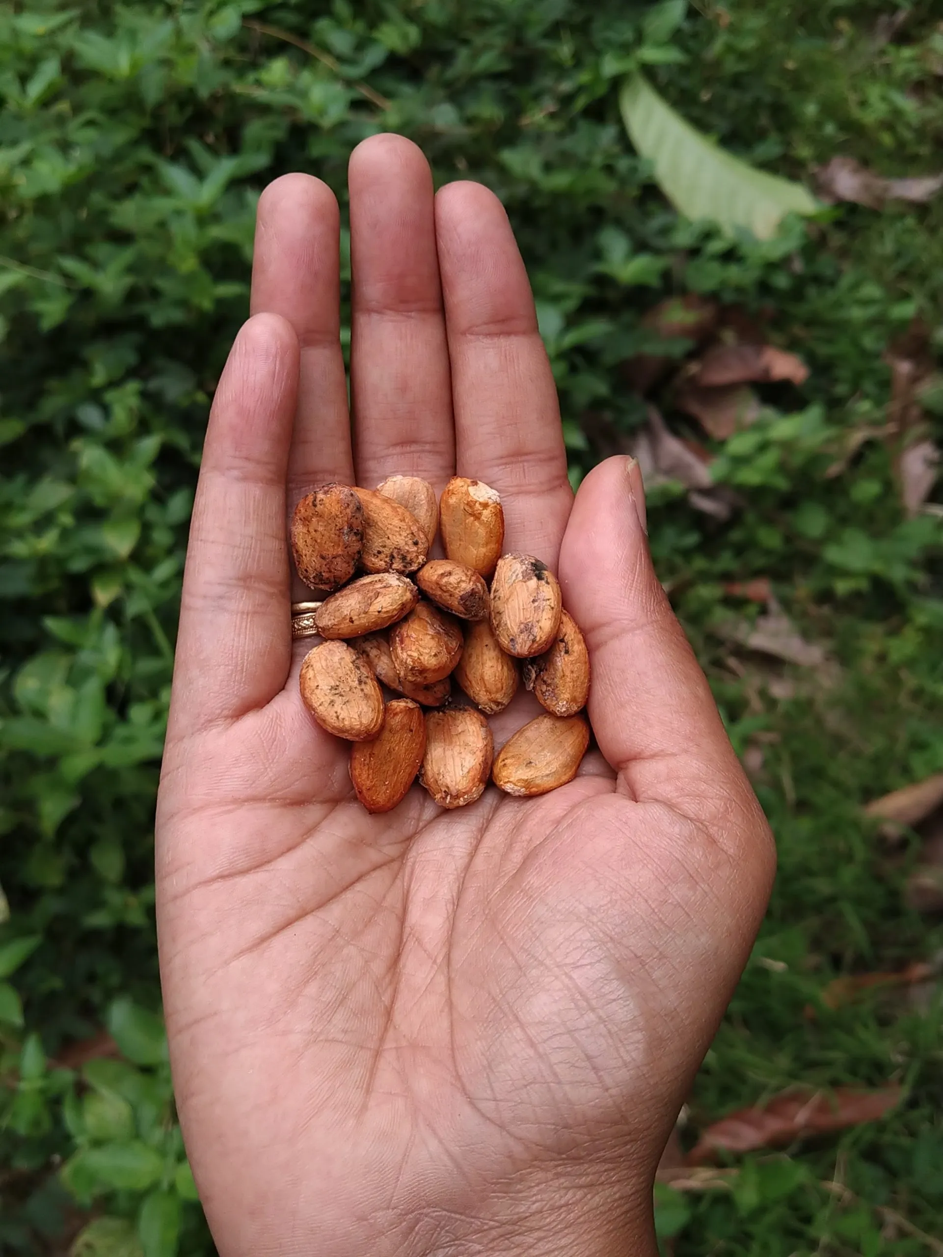 Pollachi news : photo gallery of cocoa farms in Coimbatore