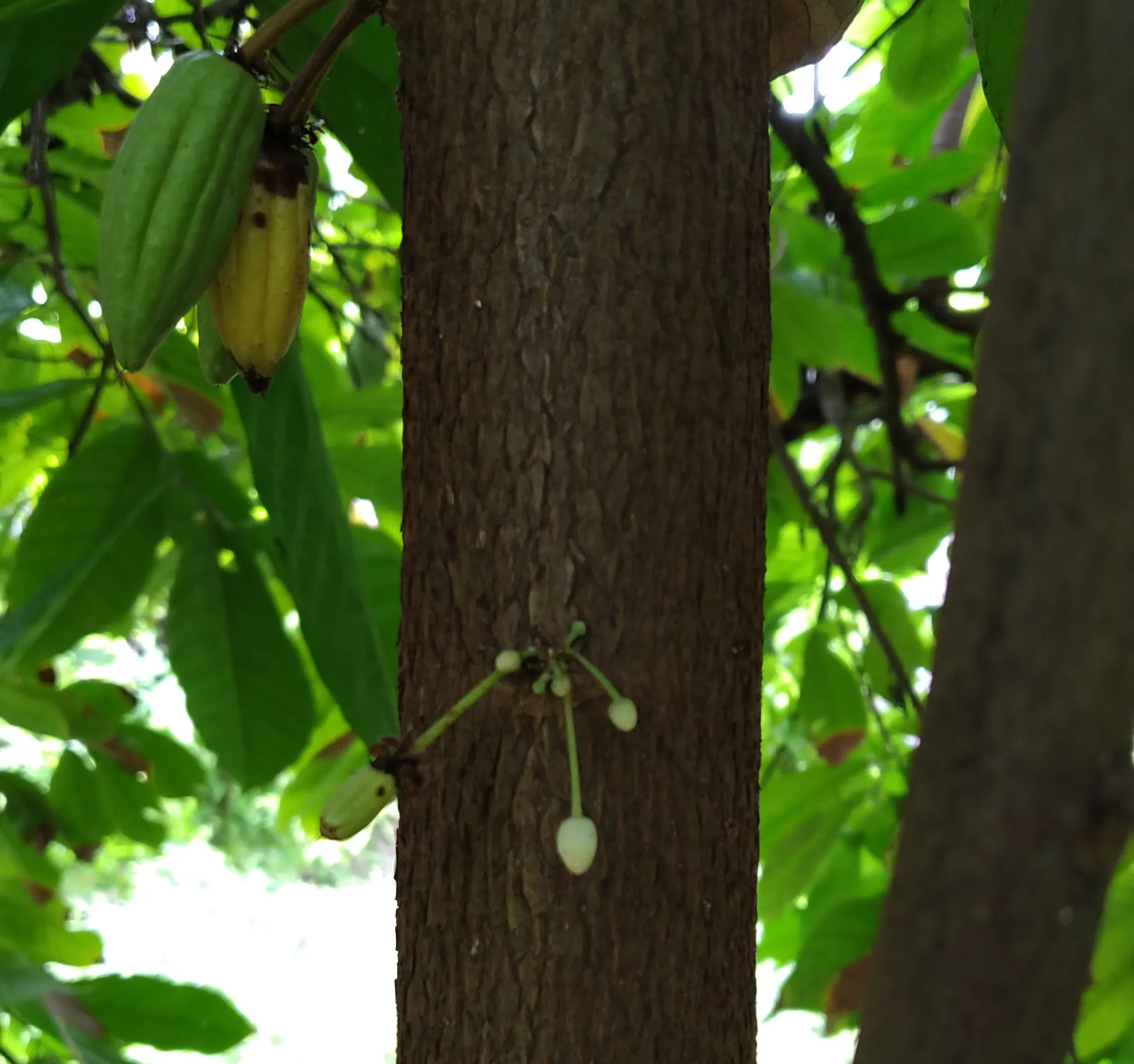 Pollachi news : photo gallery of cocoa farms in Coimbatore