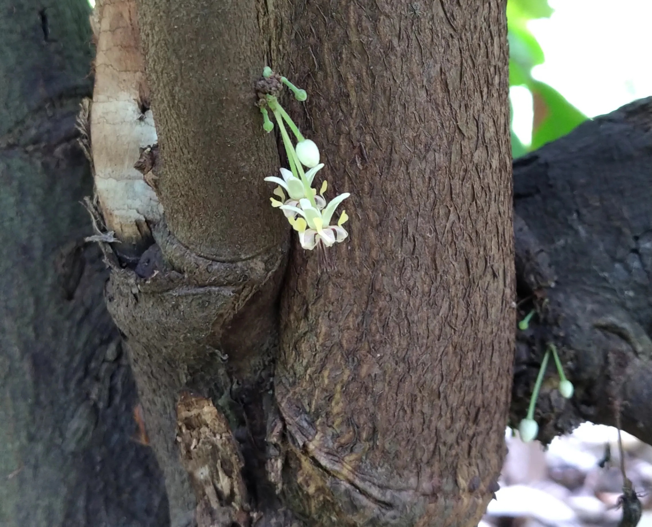 Pollachi news : photo gallery of cocoa farms in Coimbatore