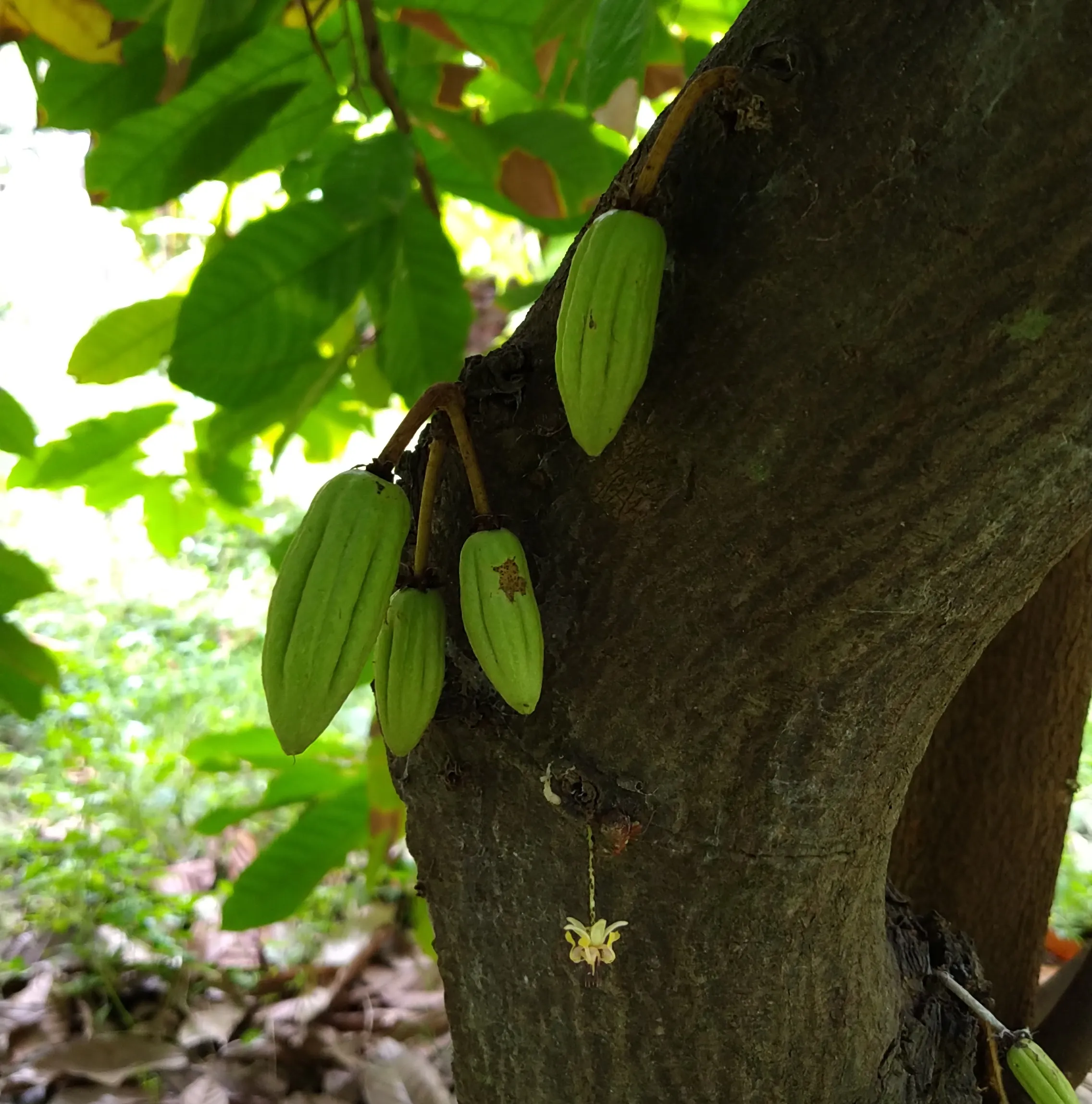 Pollachi news : photo gallery of cocoa farms in Coimbatore