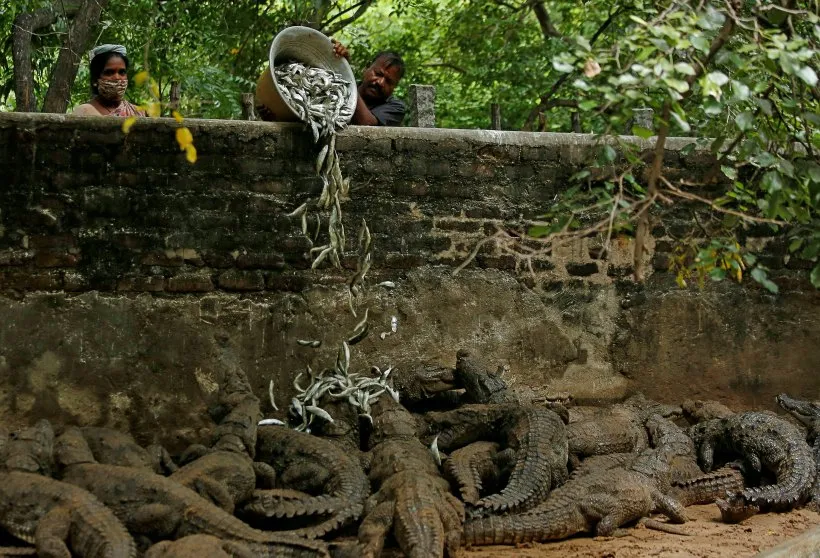 Madras Crocodile Bank amid coronavirus disease (COVID-19) outbreak, in Mahabalipuram