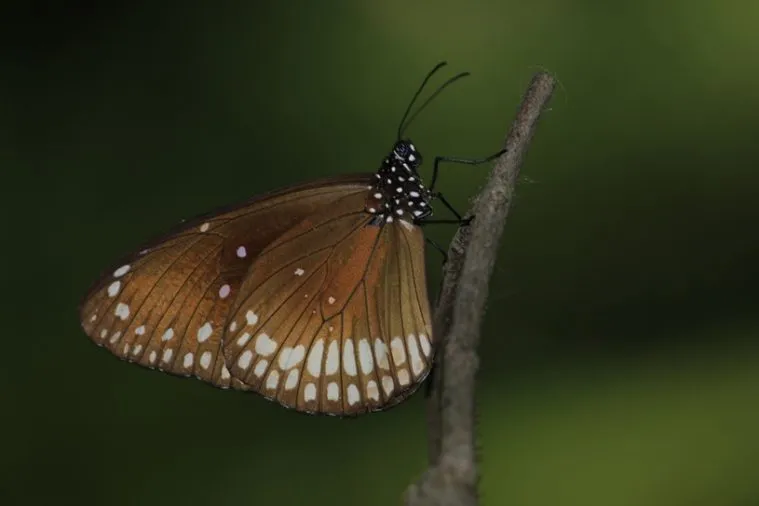 South India butterfly migration : check the facts you never knew