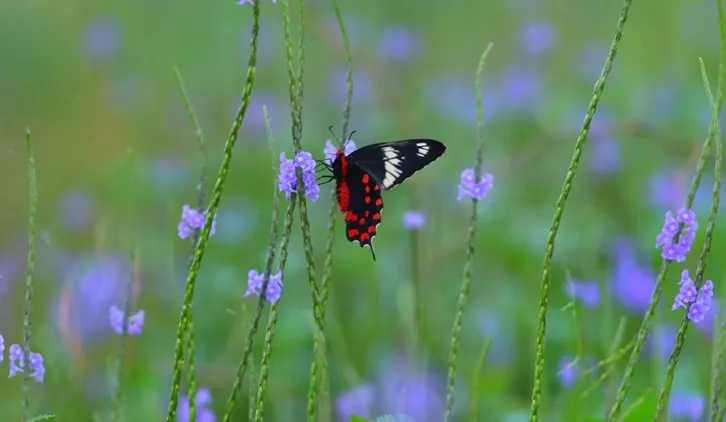 South India butterfly migration : check the facts you never knew