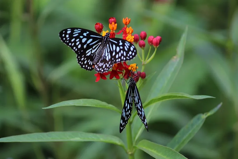 South India butterfly migration : check the facts you never knew