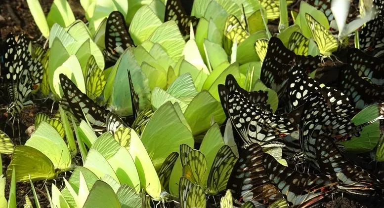 South India butterfly migration : check the facts you never knew