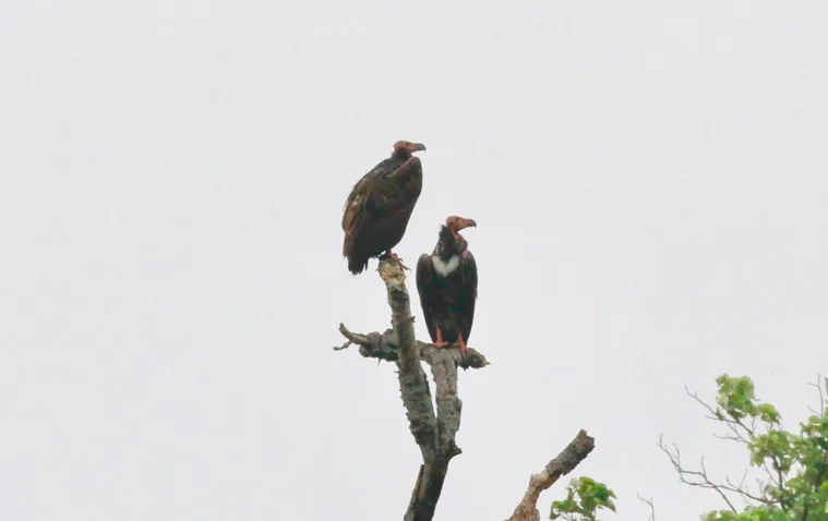 Decline and conservation of Asian King Vulture in Sigur Plateau of Nilgiris 