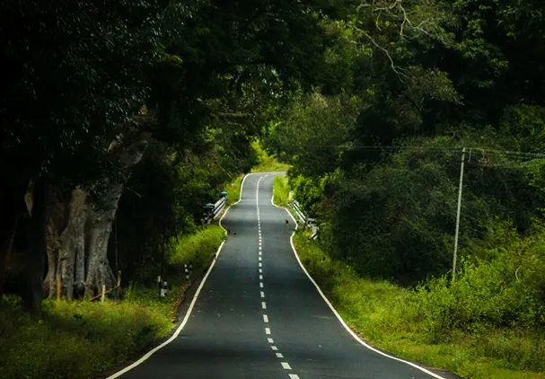 Why Masinagudi elephant corridor of Tamil Nadu has so many disputes?