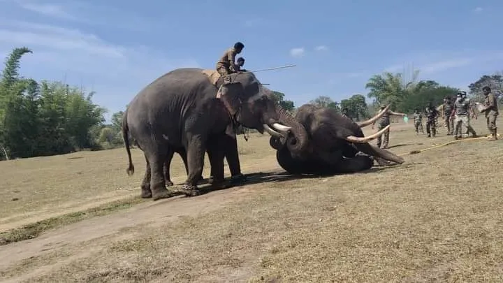 It felt like my personal loss says the caretaker of deceased elephant