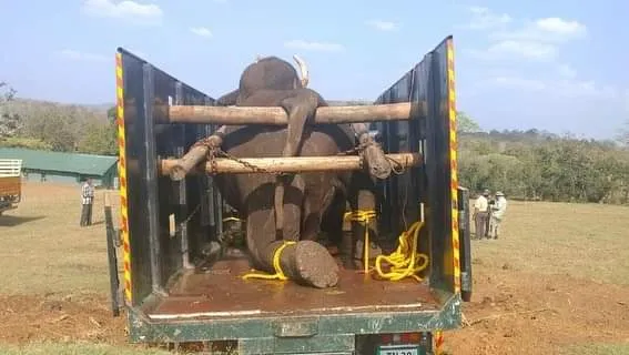 It felt like my personal loss says the caretaker of deceased elephant