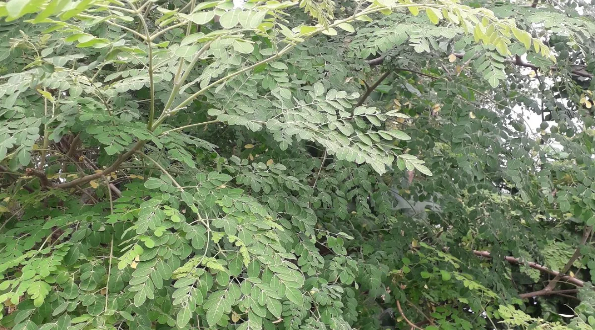 How to clean Moringa Leaves Murungai Keerai Tamil news
