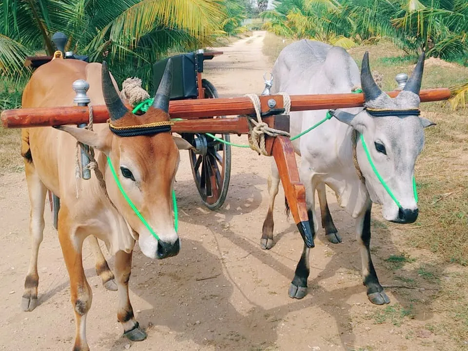 Pongal rekla race in Coimbatore 