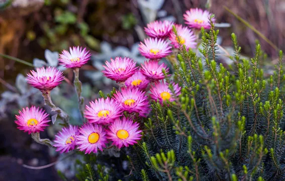  Africa’s fynbos plants hold ground with the world’s thinnest roots