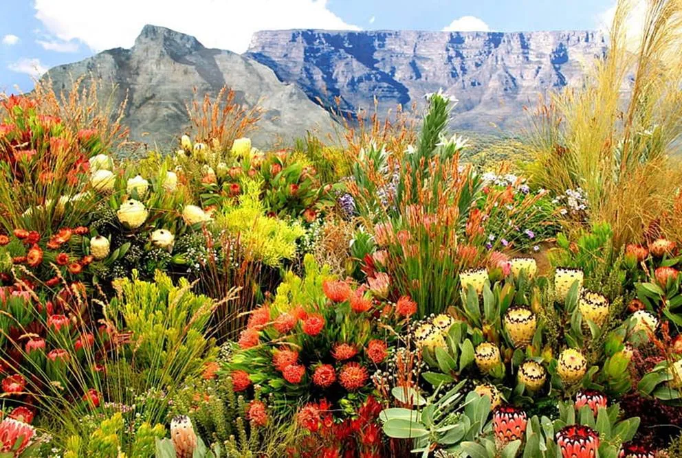  Africa’s fynbos plants hold ground with the world’s thinnest roots