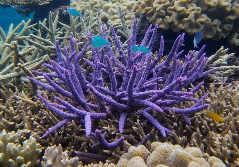 Corals Can Be trained to Tolerate Heat Stress