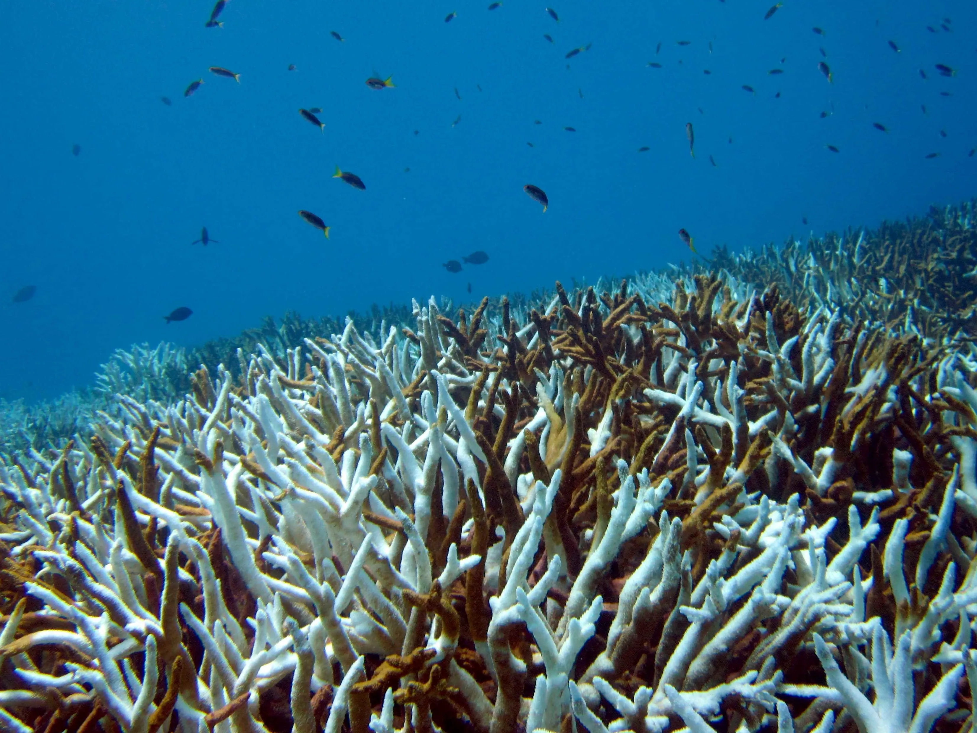 Corals Can Be trained to Tolerate Heat Stress 