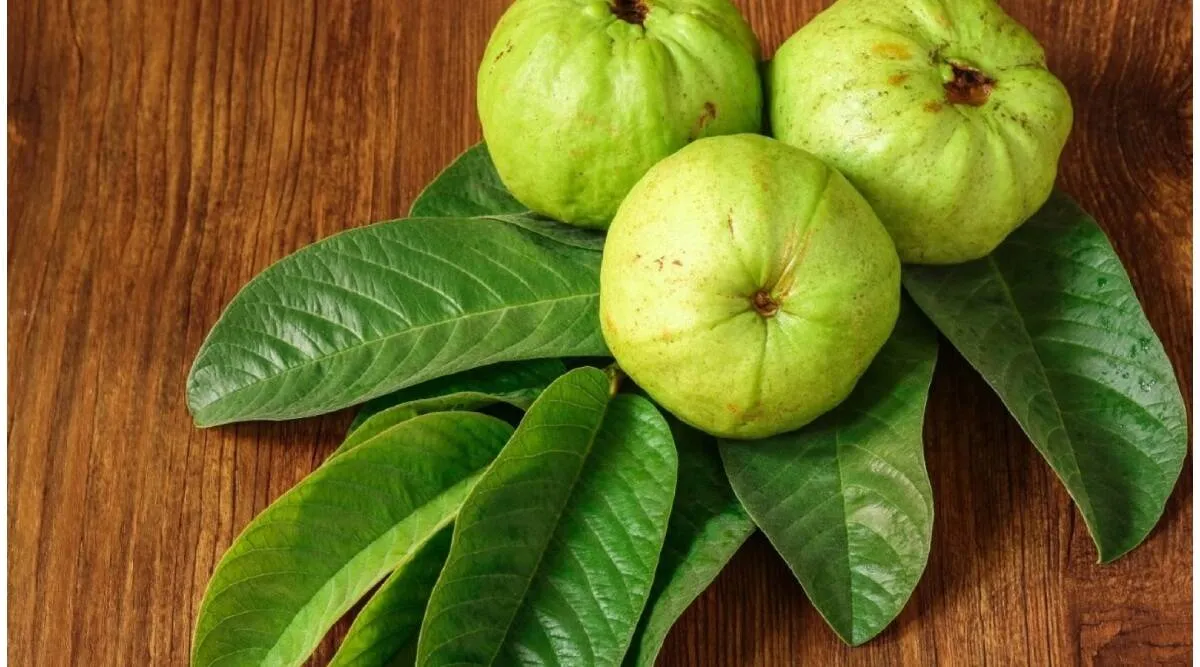 கொய்யா பழம் மட்டும் இல்லை, அதன் விதைகள், தோல் மற்றும் இலைகள் அனைத்தும் பல நன்மைகளைக் கொண்டுள்ளன.