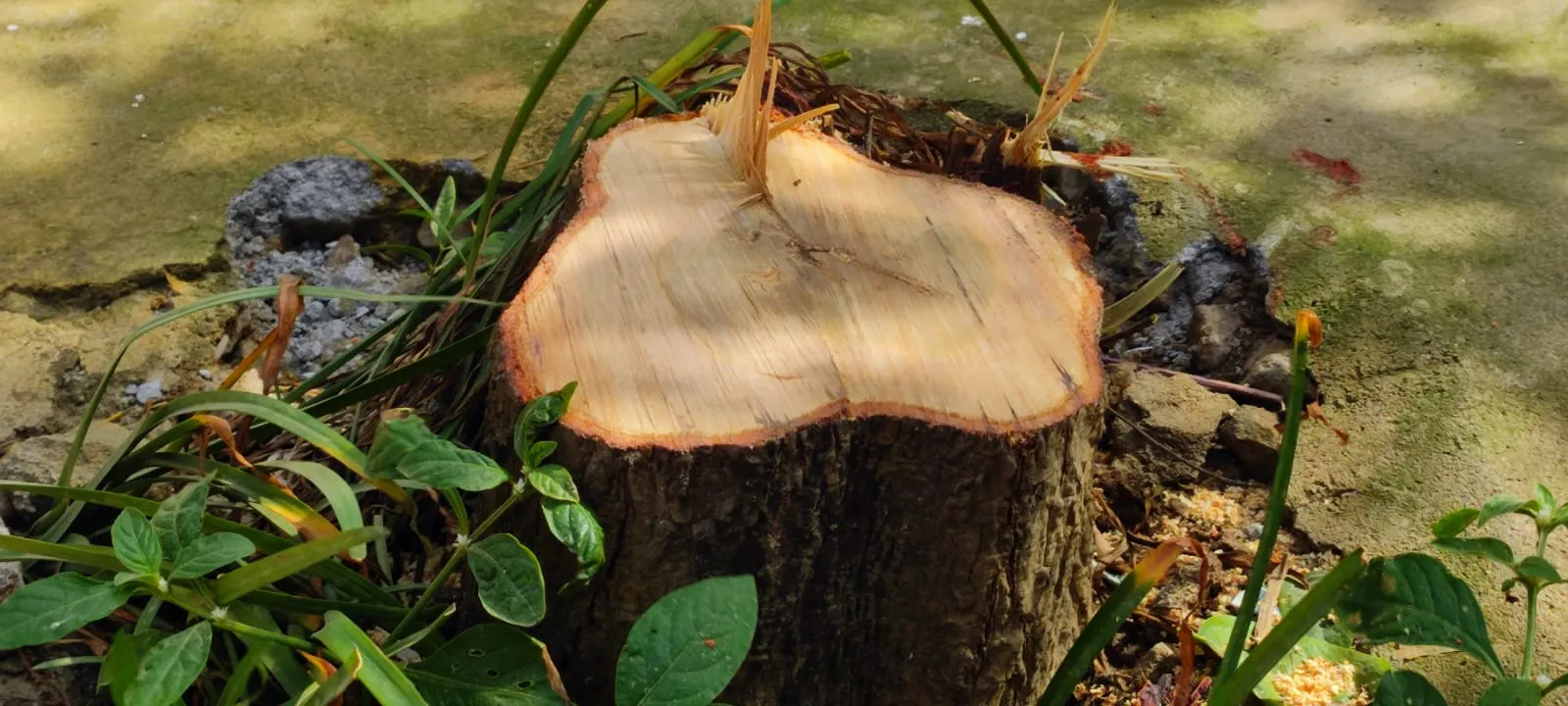 Coimbatore sandalwood trees smuggled 