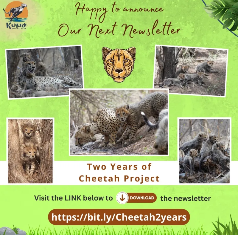 cheetah project's newsletter