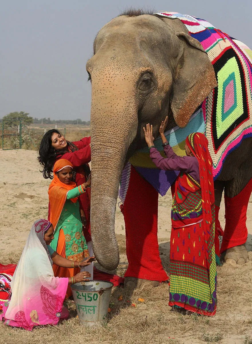 People Are Knitting Giant Sweaters For Rescued Elephants To Protect Them  From Cold | Bored Panda