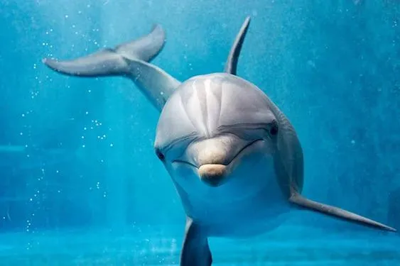 Interesting Facts About Dolphins | Cabo Adventures ®