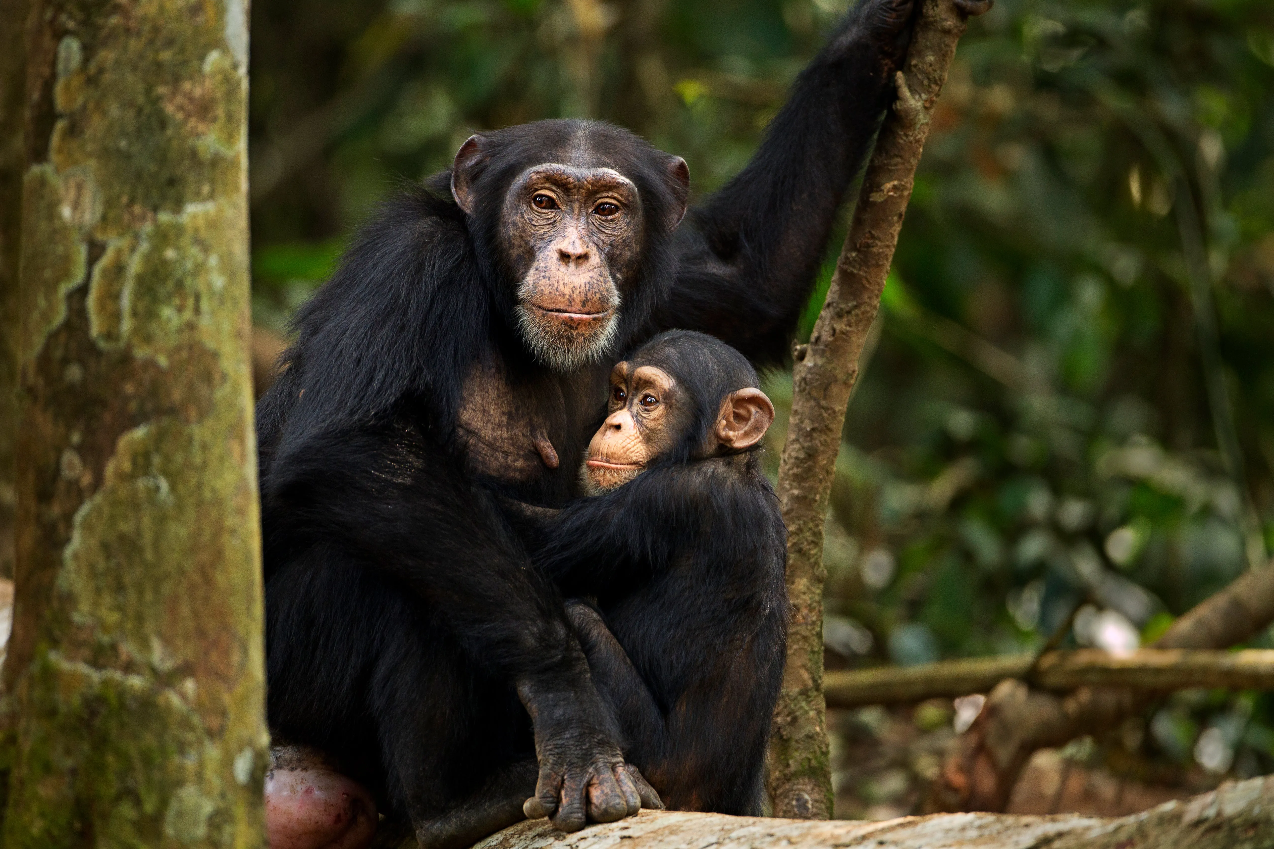 Chimpanzees and Bonobos Have Surprisingly Different Parenting Styles |  Scientific American
