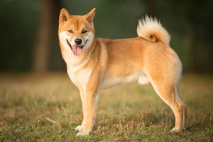 Shiba Inu Dog Breed Information