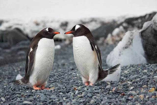penguin