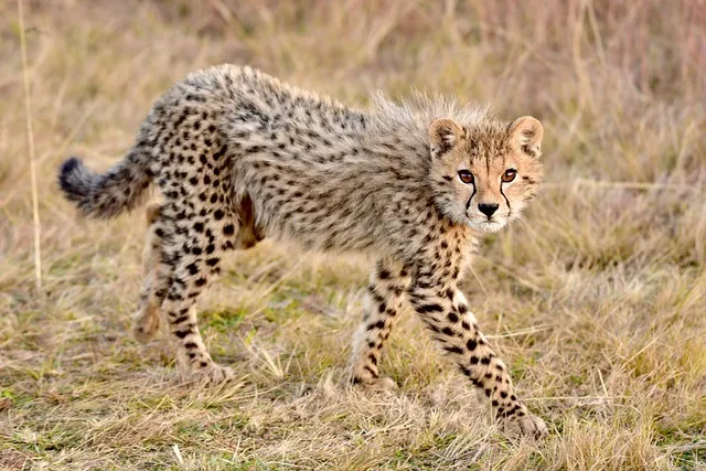 Cheetahs