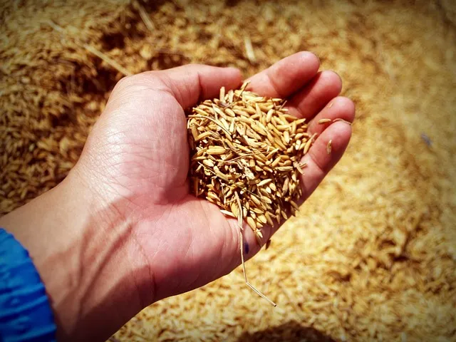 rice
