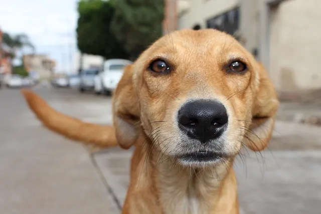dog