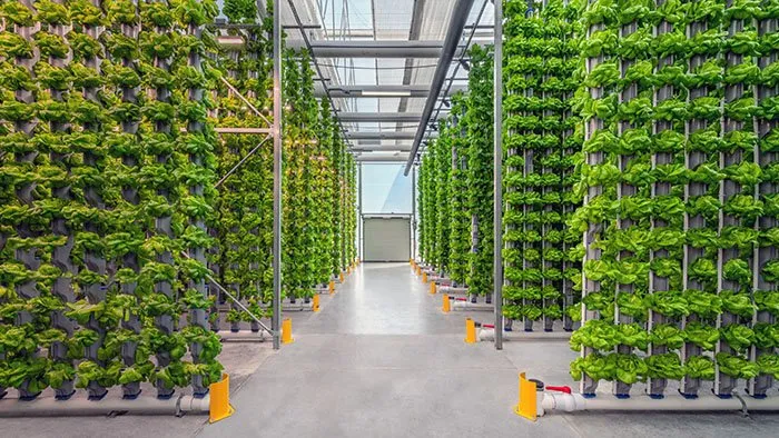 Vertical Farming