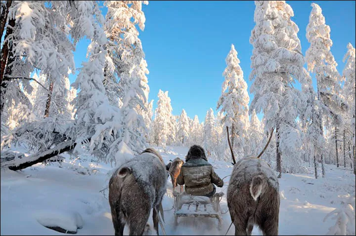 Siberian