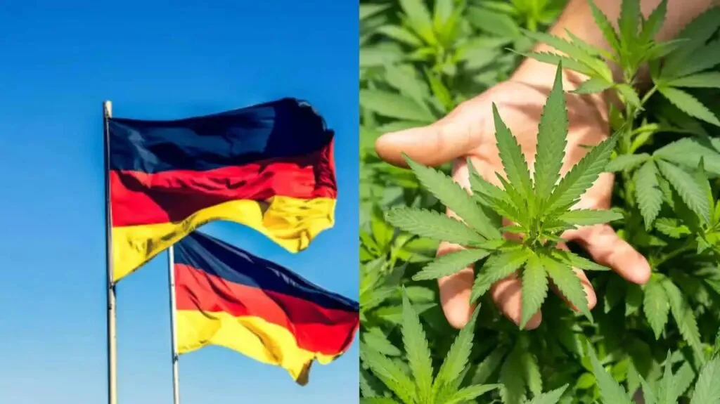 Cannabis