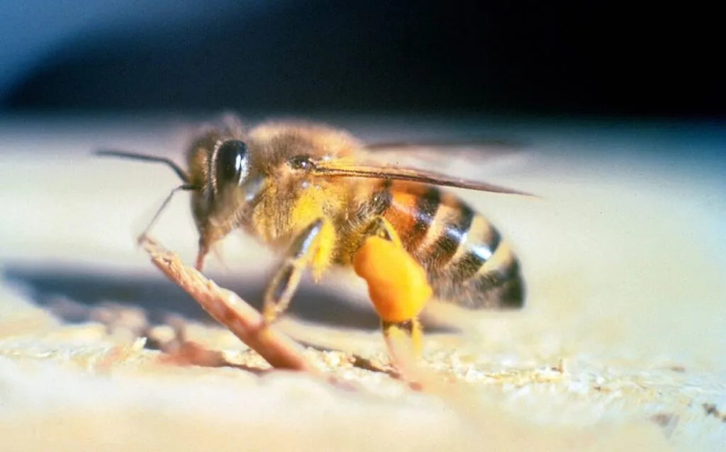 killer bees