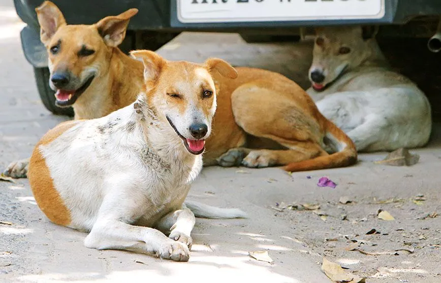 Stray dogs attack