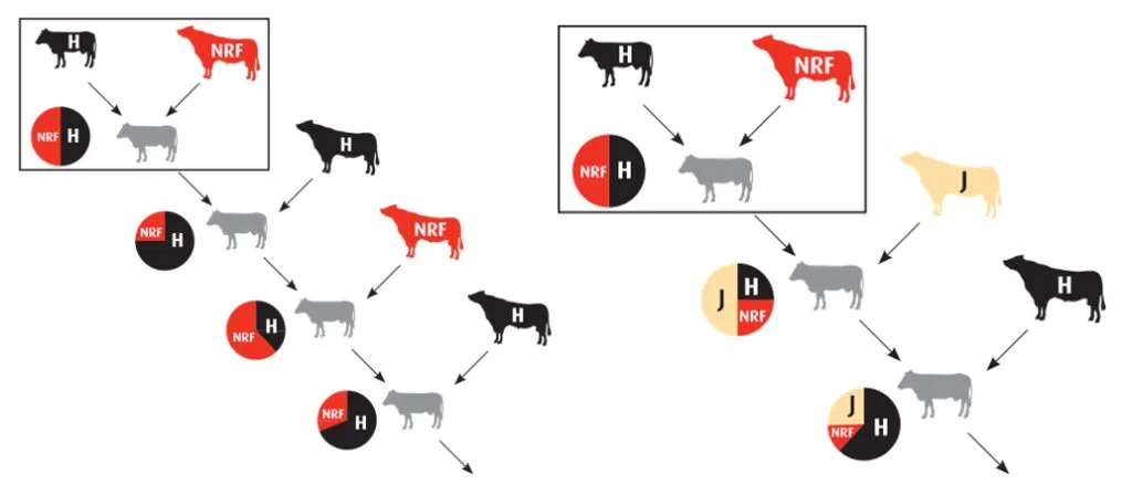 crossbreeding