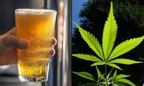 Daily marijuana use