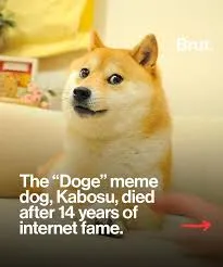 Kabosu