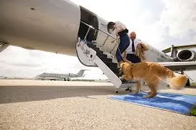 Bark Air