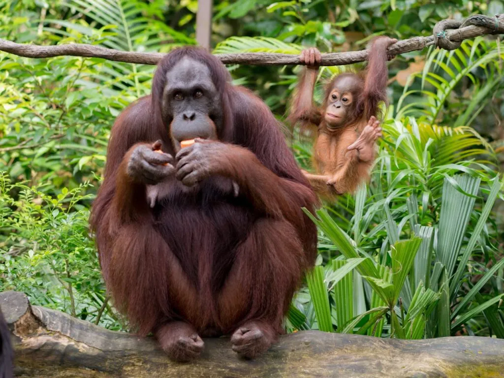 Orangutan