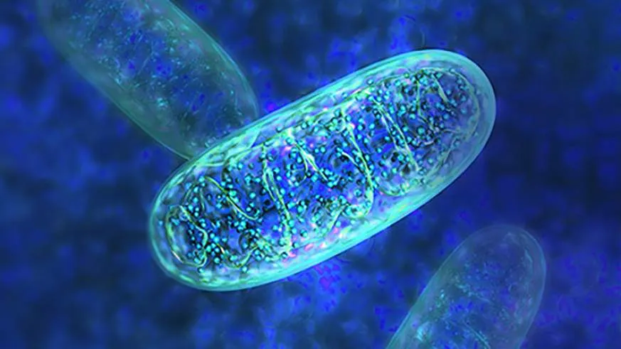 Mitochondria