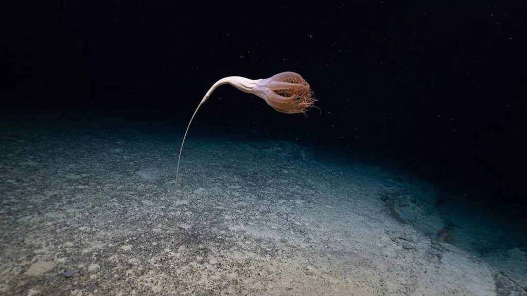 Discover bizarre in ocean's deepest depths