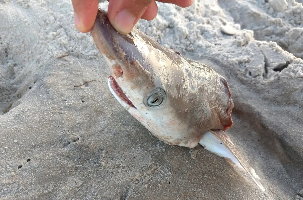 Cocaine Sharks