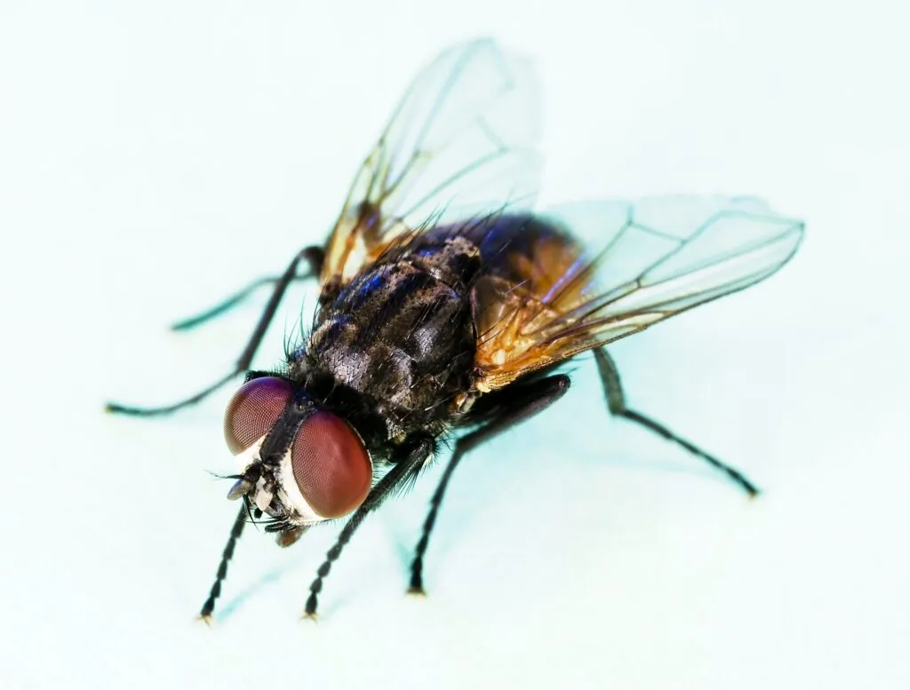 Superflies