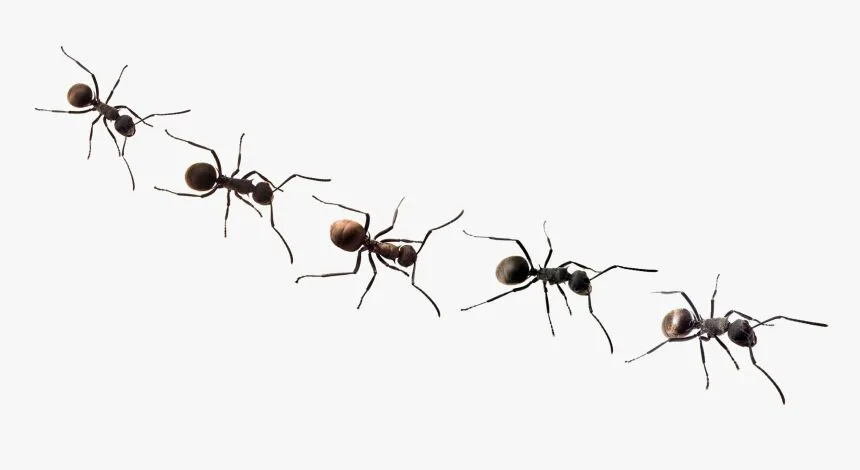 amputations on fellow ants