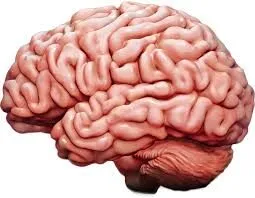 brain