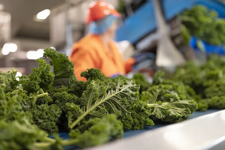staple vegetables
