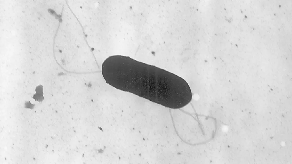 listeria outbreak
