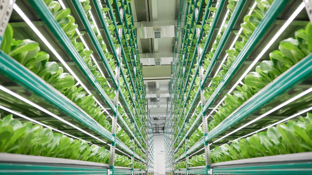 vertical berry farm